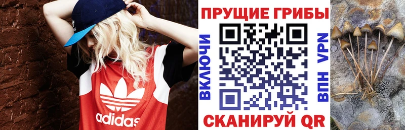 shop состав  Валуйки  Псилоцибиновые грибы Cubensis 